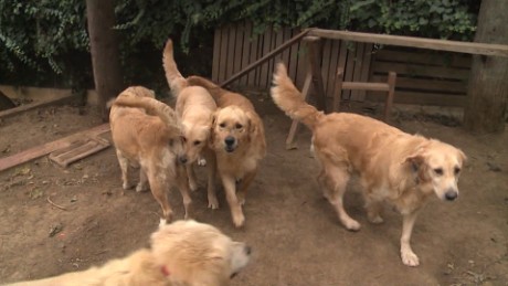 Finding homes for Turkey's abandoned canines