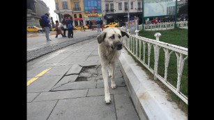 How Istanbul’s abandoned street dogs end up in America