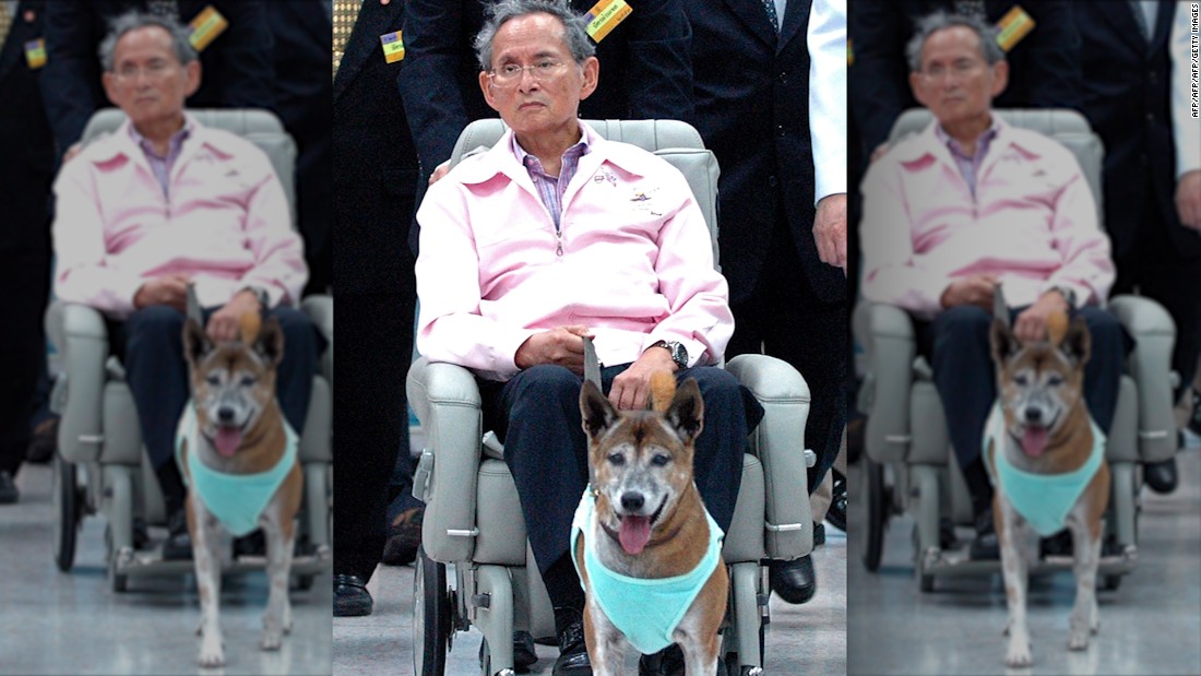 king of thailand wife dog