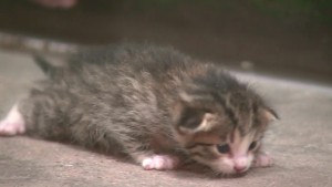 Kitten Survives Trash pkg_00005322.jpg