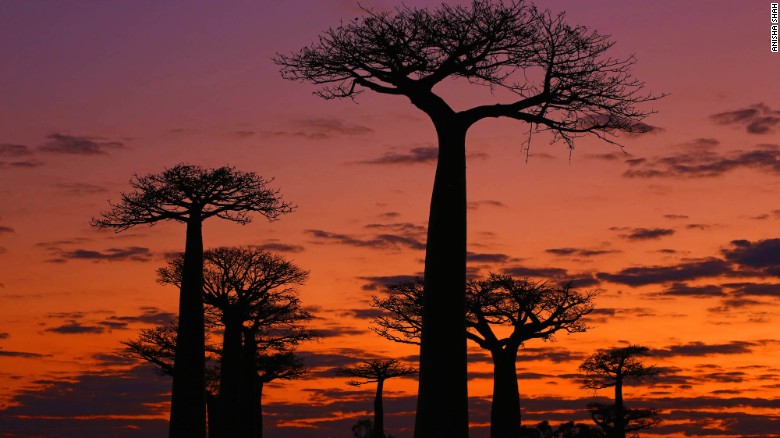 Undeveloped and raw, Madagascar has 8,000 species of animals found nowhere else on the planet. Aside from wildlife, highlights include Avenue of the Baobabs -- home to these stunning 1,000-year-old trees. 