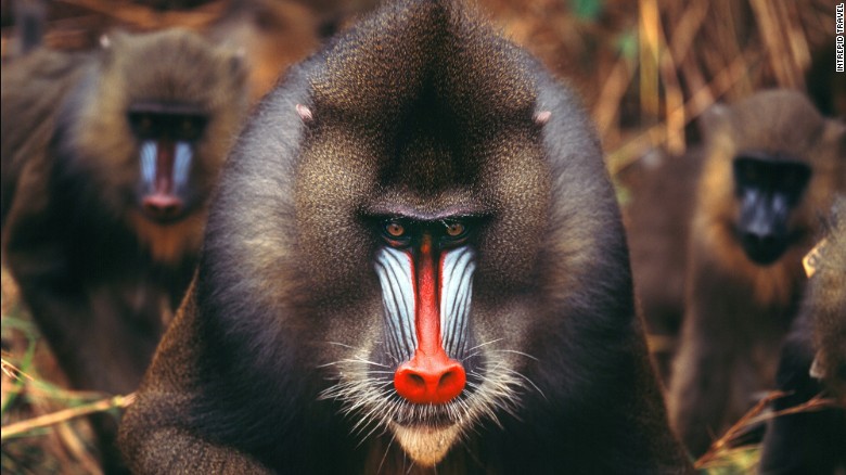 Though Gabon travel isn&#39;t easy, rewards are high. The former French colony, home to the gorgeous mandrill, has escaped the strife afflicting some of West Africa and is betting its future on green travel. In fact, 10 percent of the country&#39;s mass is national park land.