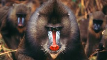 Though Gabon travel isn't easy, rewards are high. The former French colony, home to the gorgeous mandrill, has escaped the strife afflicting some of West Africa and is betting its future on green travel. In fact, 10 percent of the country's mass is national park land.