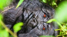 "While the crowds are in the Serengeti or Masaai Mara, you'll find a lush country with fewer tourists in Uganda," says James Thornton, CEO of Intrepid Travel. "Mountain gorillas are the main attraction but the countryside offers many activities."