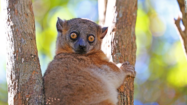 Madagascar's 106 species of lemur are the star attraction. 