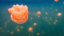 Palau's Jellyfish Lake. Not to worry, these cute little dudes can't hurt you. An ecotourism leader, Palau has one of the world's highest marine biodiversity populations.