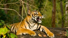 India's national parks offer some of the world's best opportunities to see tigers up close. Rajasthan's Ranthambore National Park and Karnataka's Nagarhole National Park are renowned tiger spotting destinations.