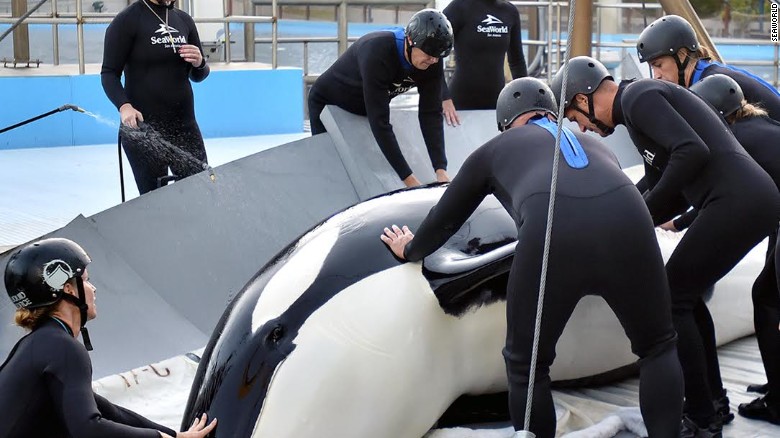 Killer whale Unna receives treatment from veterinarians and trainers in September