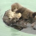 wild otter gives birth monterey bay aquarium dnt_00012301.jpg