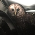 Owl attacks Louisiana officer, causes car crash