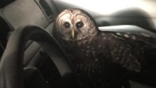 police officer attacked by owl dnt_00002507.jpg