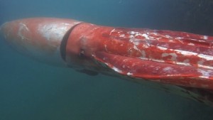 japan giant squid orig_00000002.jpg