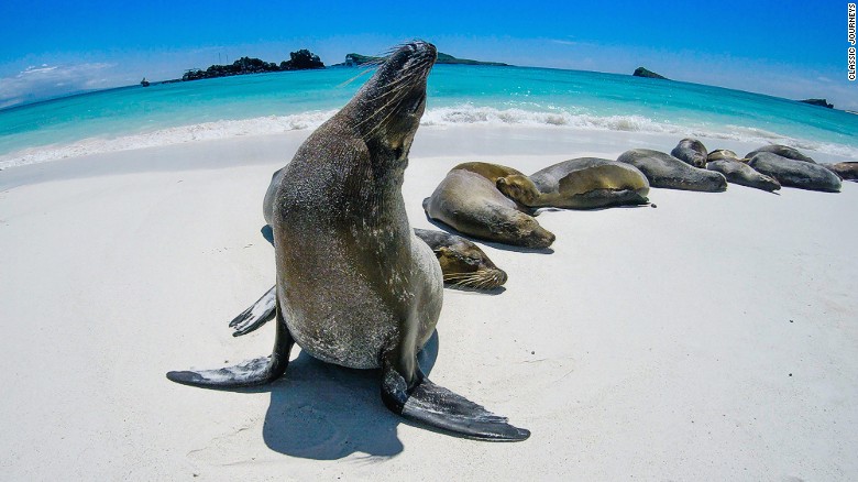 Classic Journeys' Galapagos Island Tour includes expeditions with expert naturalists as well as trekking, kayaking and snorkeling. 