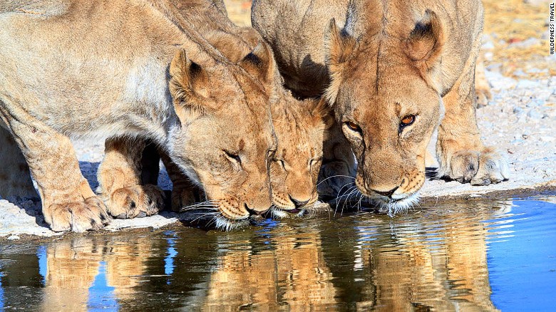 Namibia has become a showpiece for environmental stewardship and sustainable tourism in Africa, with a full 40% of the country's land under protection and local bushmen tribes hired to help protect the wildlife. 