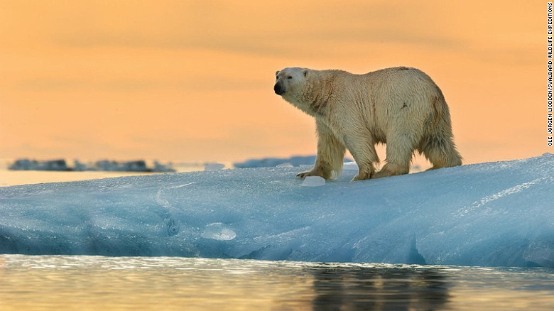 In glacier-filled Svalbard, some 3,500 bears outnumber the year-round residents. Svalbard Wildlife Expeditions offers several spectacular wildlife viewing tours. 