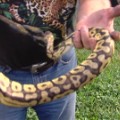 python found in hood car pkg_00001811.jpg