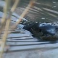 pregnant elephant seal highway california pkg_00002914.jpg