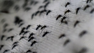 First U.S. Zika death reported in Puerto Rico