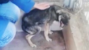 abused dog transformation orig vstan_00000000.jpg