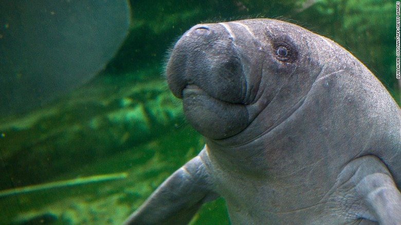 Citing significant improvements in its population and habitat conditions and reductions in direct threats,&lt;br /&gt;the U.S. Fish and Wildlife Service proposed downlisting the &lt;strong&gt;West Indian manatee&lt;/strong&gt; from &quot;endangered&quot; to &quot;threatened&quot; under the Endangered Species Act. Here&#39;s a look at other rare animals whose once-dwindling populations have rebounded.