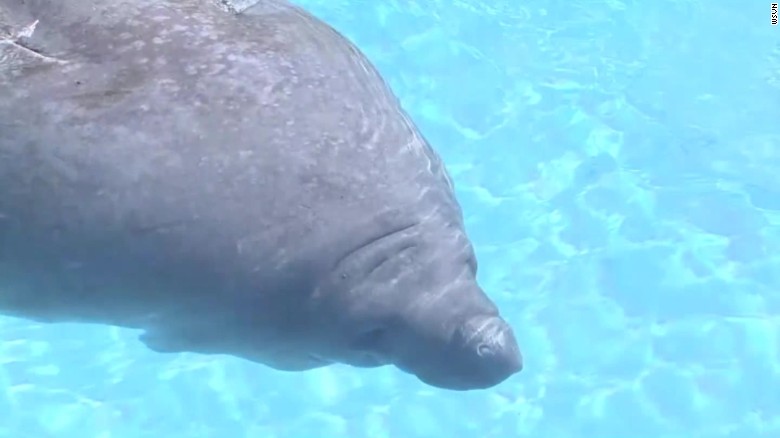 Manatees set to lose endangered status