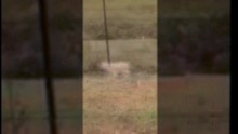 big cat sighting texas dnt _00000320.jpg