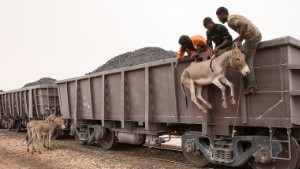 A donkey is loaded using ropes while other two donkeys wait to be boarded on top of a train loaded with iron ore that crosses the Sahara desert from the mine at Zourat, in northern Mauritania, to the Nouadhibou harbor, on the Atlantic coast of West Africa, as seen on 1st of October 2015.

It's free to travel for the traders that transport food and livestock, but they have to endure a 20-hour trip with periods of strong wind and temperatures that can reach 50 degrees Celsius in the summer.