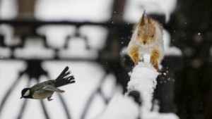 A tomtit bird flies past a squirrel running on a fence after a snowfall in a park in Almaty, Kazakhstan, January 12, 2016. REUTERS/Shamil Zhumatov  (Newscom TagID: rtrlseven561783.jpg) [Photo via Newscom]