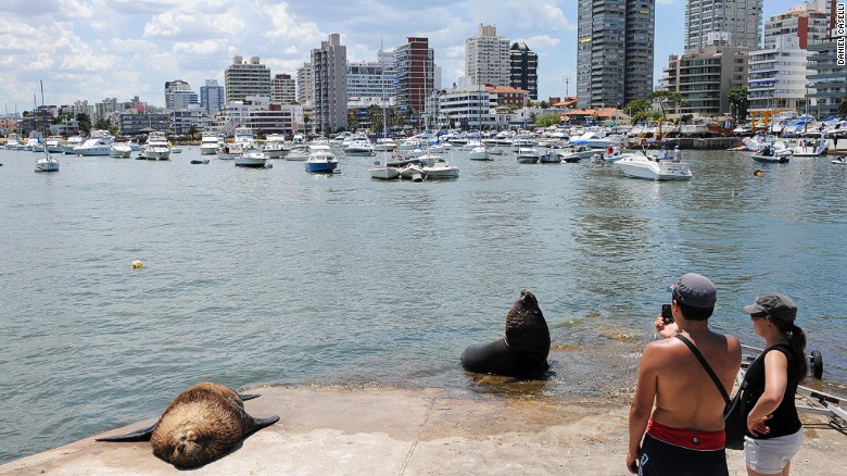 Isla de Lobas, just southeast of Punta del Este, is home to South America&#39;s largest colony of sea lions. Some of the &quot;residents&quot; are seen here hanging out at Punta del Este&#39;s marina. 