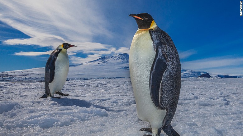 150,000 penguins perish after giant iceberg traps colony