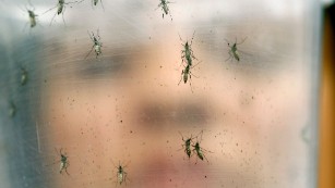 Halting the spread of Zika into the United States