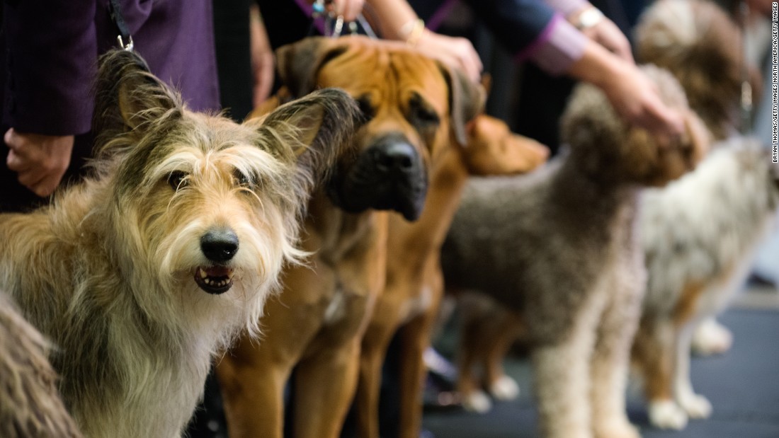  westminster dog show 