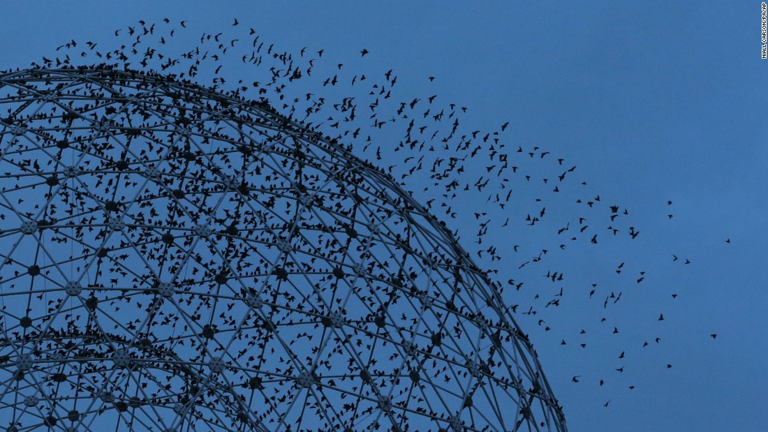 Starlings fly around &quot;Rise,&quot; a metal sculpture by UK-based artist Wolfgang Buttress. The sculpture has stood on the Broadway roundabout in Belfast since 2011.