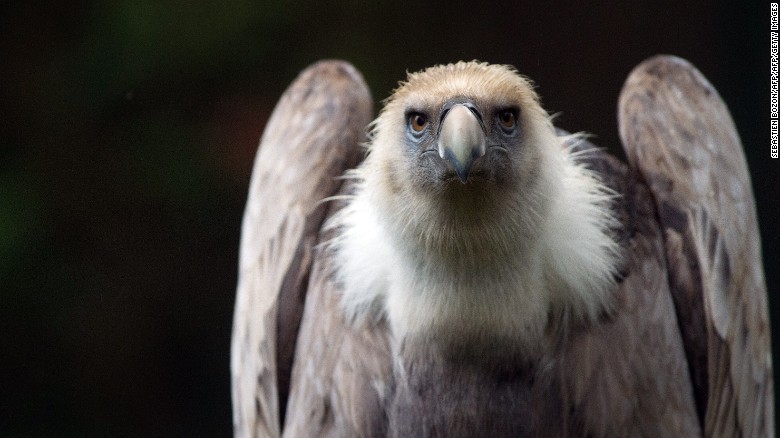 A griffon vulture, like the one held in Lebanon. In a similar incident in 2011, officials in Saudi Arabia &#39;detained&#39; a vulture on suspicion of being an Israeli spy, according to&lt;a href=&quot;http://www.israelnationalnews.com/News/News.aspx/141529#.VqjQZ_mLRhE&quot; target=&quot;_blank&quot;&gt; Israel&#39;s Maariv-NRG news site.&lt;/a&gt; It was also carrying a GPS transmitter causing locals to suspect the worst. 
