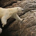 Bear-1
