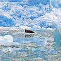 Glacier-Seal