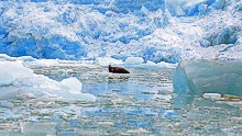 Harp seals can be found around Norway's northernmost islands. On the ice, they're hunted as food by polar bears, in the water they're prey for whales. They're also hunted commercially by Norway, Canada and Russia. 