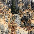 Guillemots-2