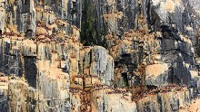 Another Arctic denizen, the guillemot, clings to limestone rocks that resemble landscapes from "Jurassic Park."