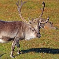 Reindeer-1