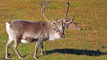 The High Arctic landscape also hosts reindeer, Arctic foxes and kittiwakes.