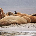 Walrus-2
