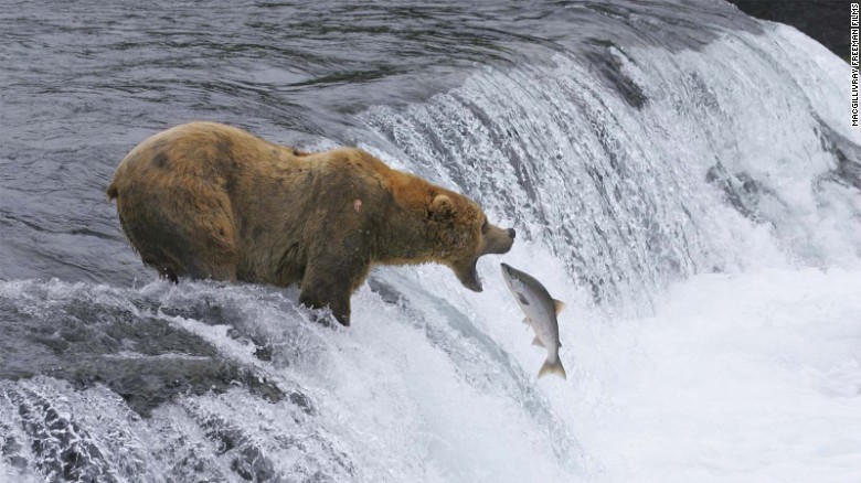 Katmai National Park and Preserve in Alaska is one of the nation&#39;s best places to see brown bears.