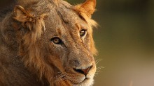 LIMPOPO, SOUTH AFRICA - JULY 21:  A lion relaxes on the banks of the Luvuvhu river at the Pafuri game reserve on July 21, 2010 in Kruger National Park, South Africa. Kruger National Park is one of the largest game reserves in South Africa spanning 19,000 square kilometres and is part of the Great Limpopo Transfrontier Park.  (Photo by Cameron Spencer/Getty Images)