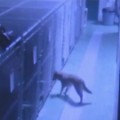 kennel dog mothers puppies cctv pkg_00003629.jpg