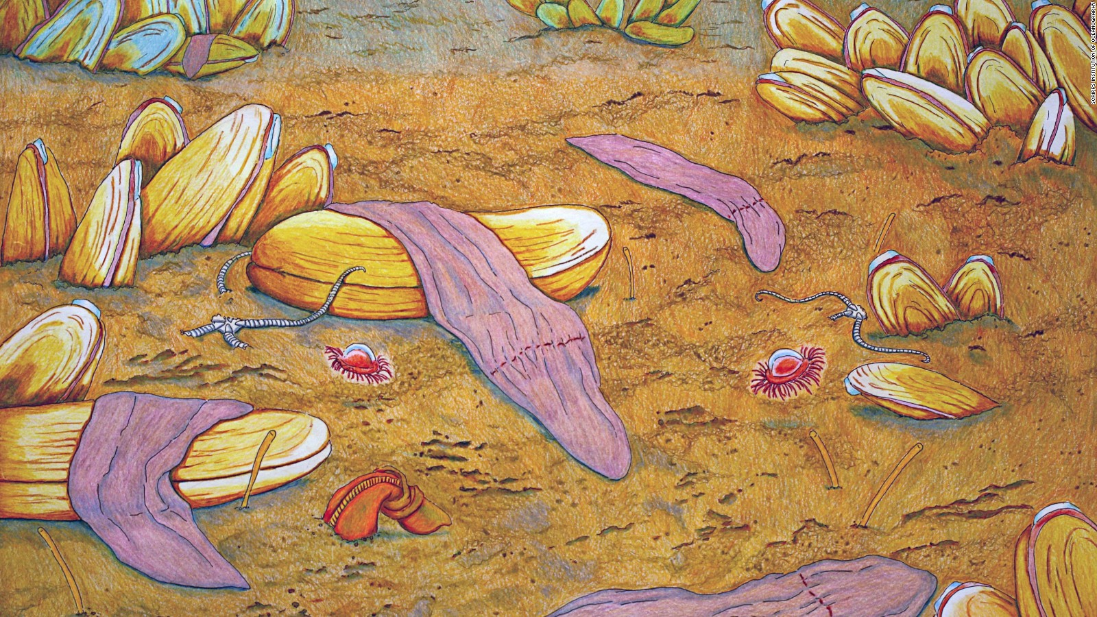 A pastel painting of Xenoturbella monstrosa, one of four new species of deep sea worm.