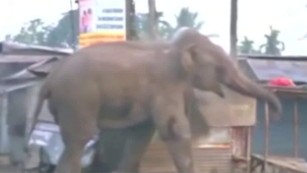 Elephant rampages through Indian town