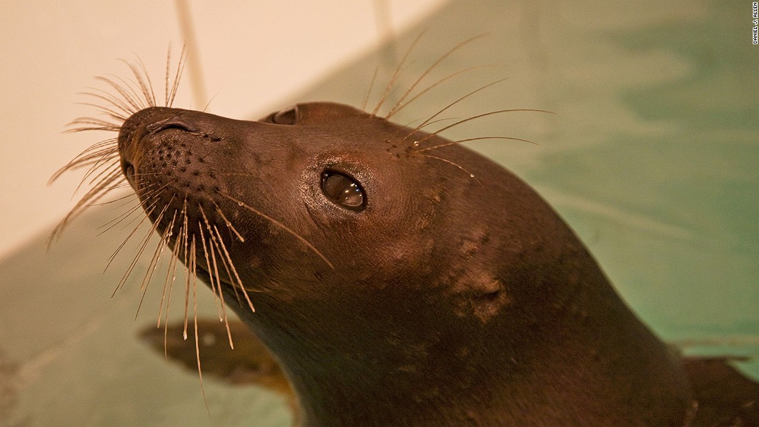 Λίγες άλλες λίμνες μπορεί να συναγωνιστεί τη βιοποικιλότητα της Βαϊκάλης - περισσότερο από το 80% των ζώων που βρέθηκαν εδώ είναι ενδημικά.  Το πιο διάσημο κάτοικος Βαϊκάλη είναι η nerpa, ή Βαϊκάλη σφραγίδα, πιστεύεται ότι έχει τις ρίζες της στον Αρκτικό Ωκεανό πάνω από 800.000 χρόνια πριν.  Χωρίς φυσικούς θηρευτές, αυτό το μικρό, φώκιες έχει βιώσιμο κυνηγημένος από τους ανθρώπους Buryat για αιώνες, αν και το παράνομο κυνήγι μπορεί να επηρεάζουν τον πληθυσμό, η οποία εκτιμάται σήμερα σε 80.000-100.000 ζώα.  Nerpas στην άγρια ​​φύση μπορεί να είναι δύσκολο να εντοπιστούν, τόσοι πολλοί επισκέπτες επιλέγουν να επισκεφθούν & quot? Nerpinariums & quot?  είτε σε Ιρκούτσκ ή Listvyanka.