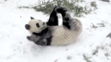 da mao giant panda snow day toronto zoo orig vstan bpb_00002228.jpg