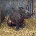 indian rhinoceros calf born toronto zoo orig vstan bpb_00005002.jpg